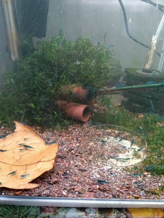 Camarões neocaridina/caridinas