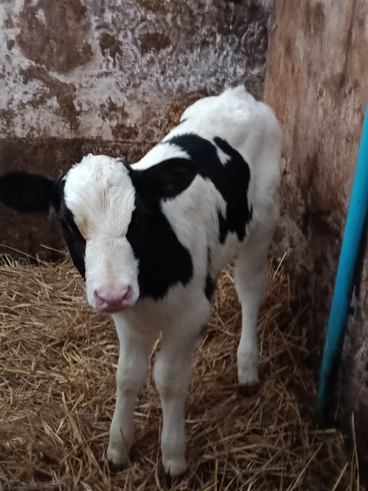 Jałówka cielak cieliczka jałóweczka ho hf