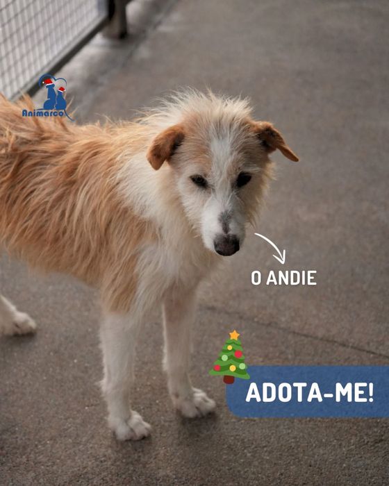 Andie cao de porte medio - grande