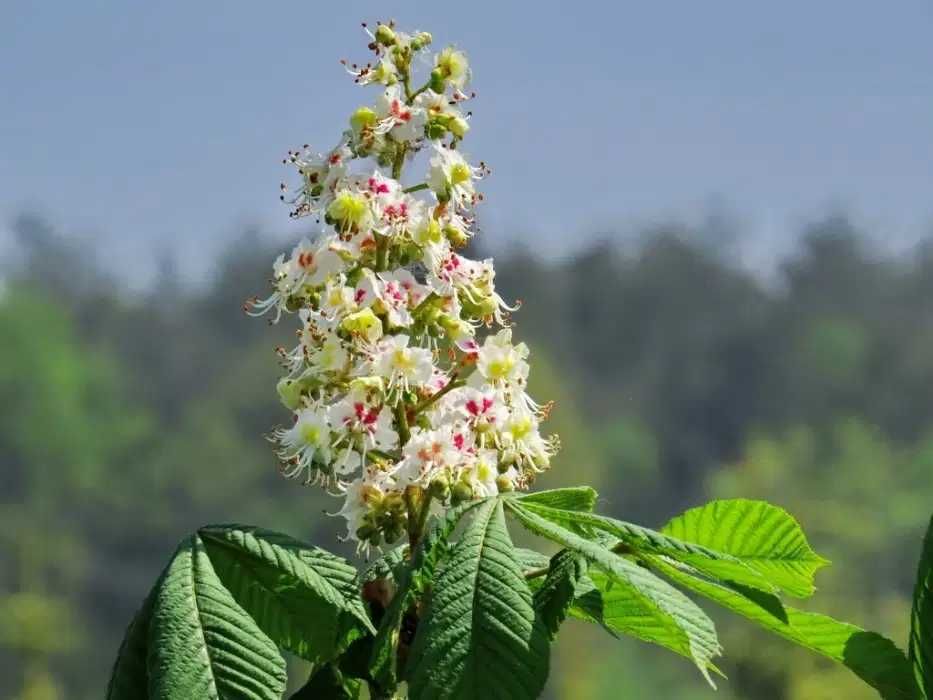 Kasztanowiec biały (Aesculus hippocastanum) 150-200 cm, donica