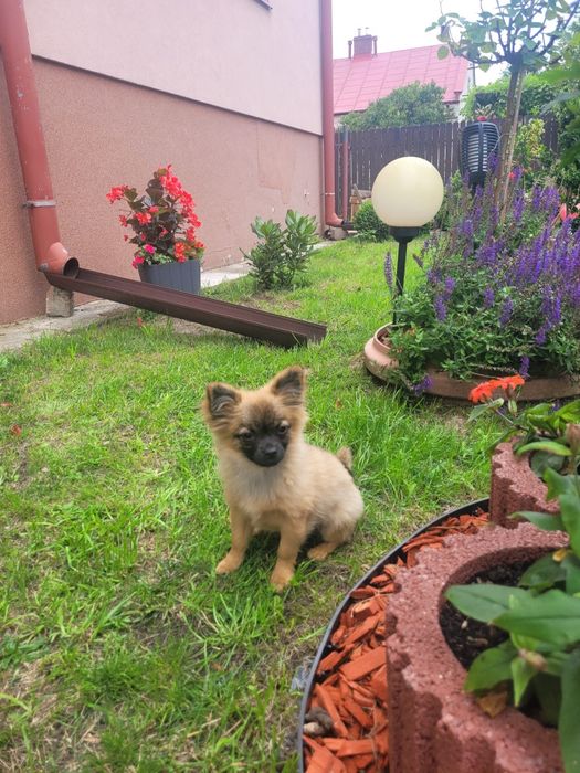 Chihuahua dziewczynka