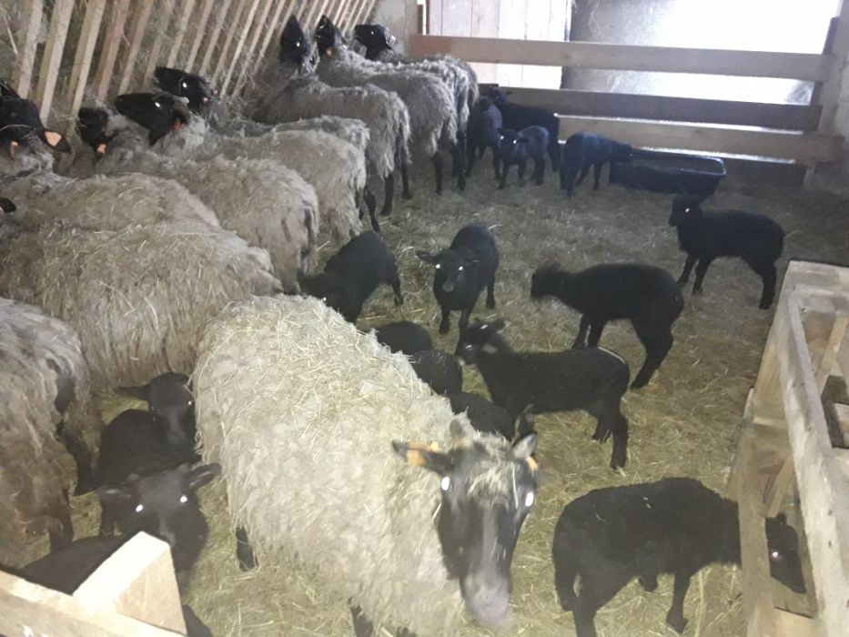 Jagnięta wrzosówka