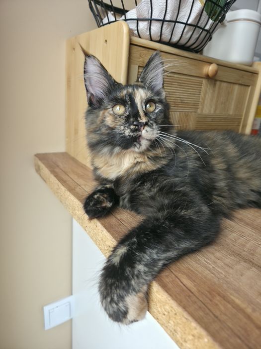Gotowa do odbioru Kotka Maine Coon, FPL rodowód