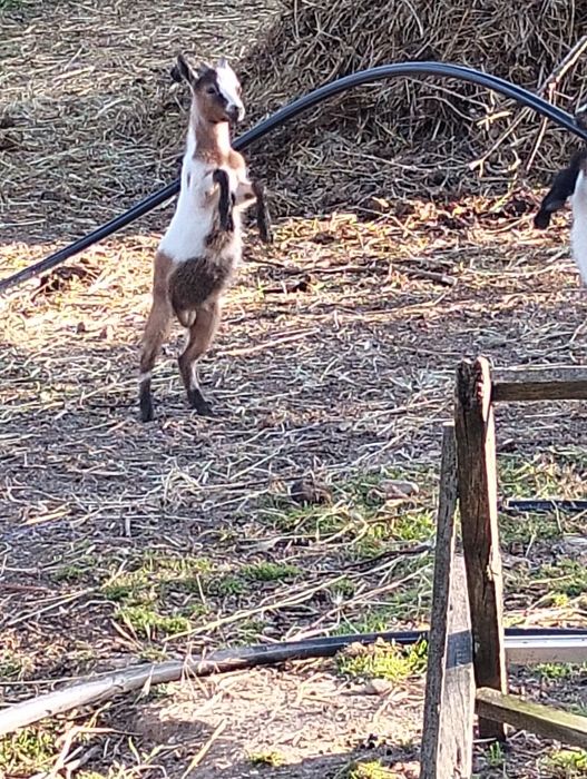 Vendo cabras micro cabras micro ana