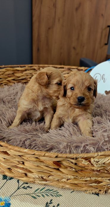 REZERWACJA**Cockapoo** uroczy piesek !