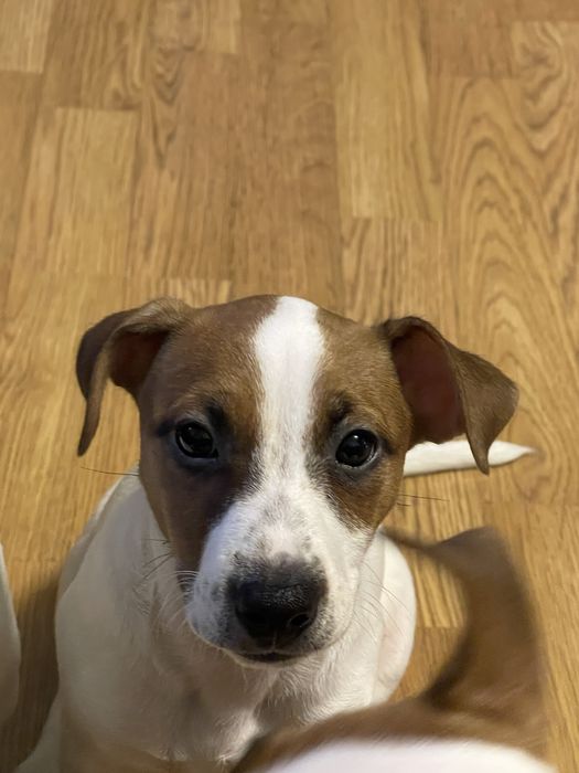 Джек Рассел Терʼєр дівчата