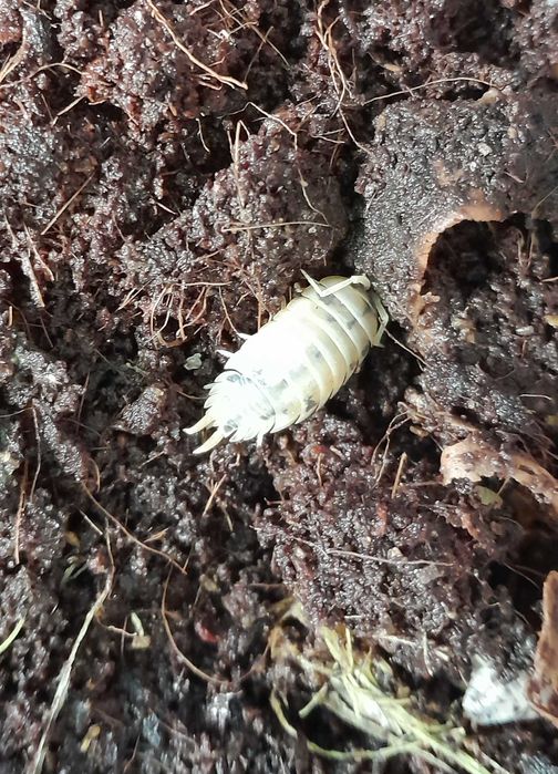 Prosionki (Porcellio laevis Dairy Cow), ekipa sprzątająca do terrarium