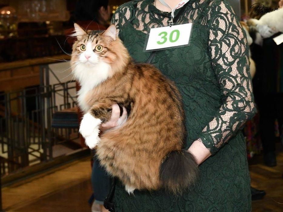 Курильський бобтейл кошенята