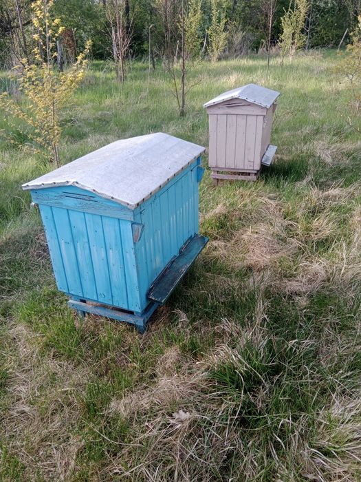 Rodziny pszczele ramka 10-14