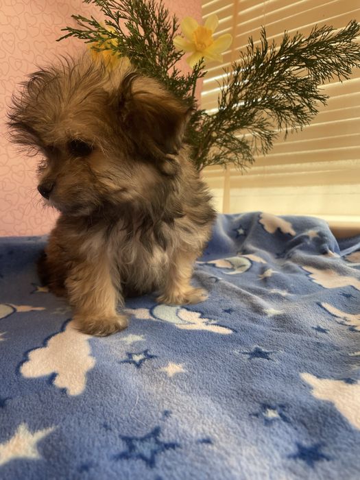 Щенки йркипу ,мальчик и девочка )