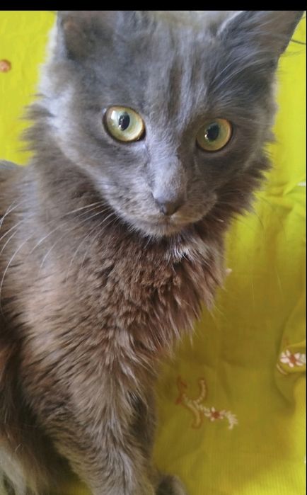 хлопчик безкоштовно