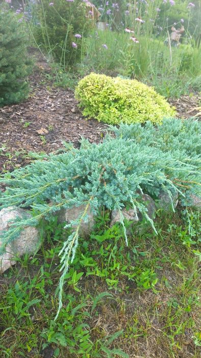 Ялівець Blue carpet