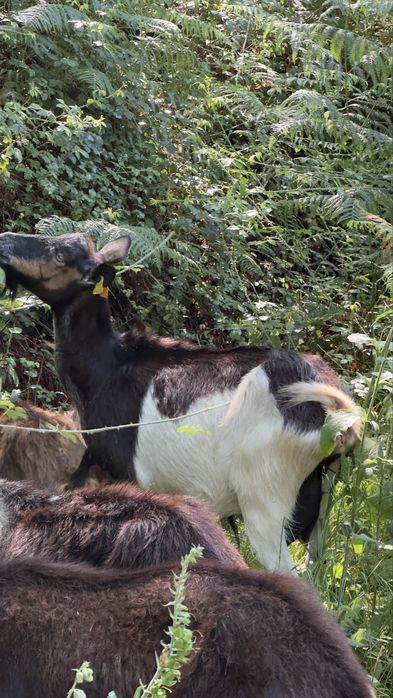 Vendo algumas cabras