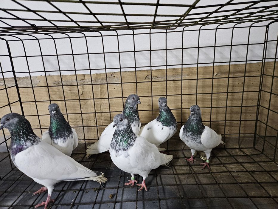 Gołębie budapeszty Bydgoszcz