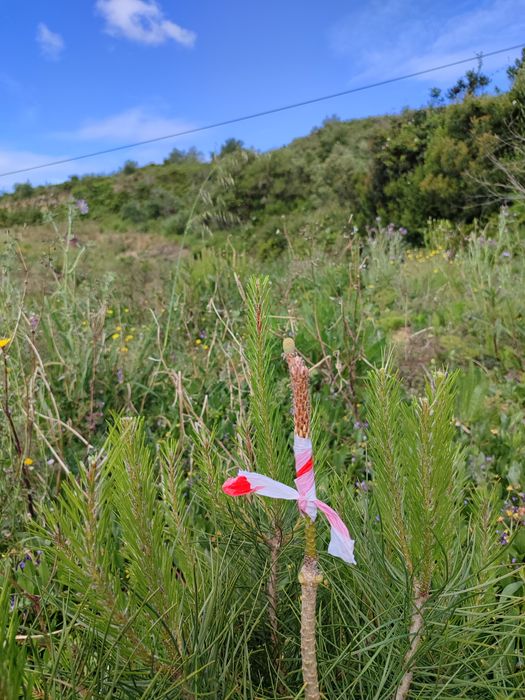 Enxertia de Pinheiros Mansos