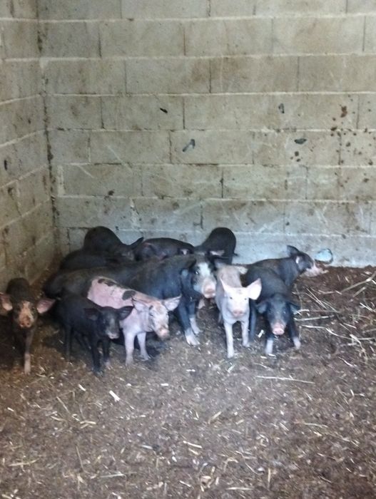 Vendo Leitões Prontos Para Entrega