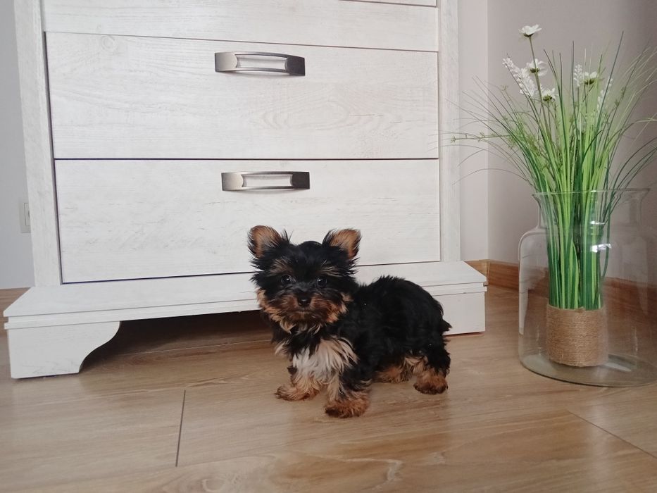 Yorkshire terrier suczka