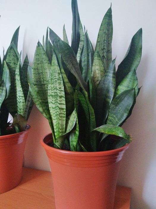 Вазон Сансевєрія