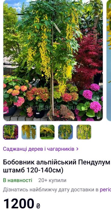 Бобовник альпійський Пендулум (жёлтый)1+1=3