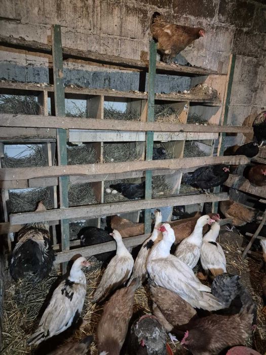 Kaczki młode  sprzedam