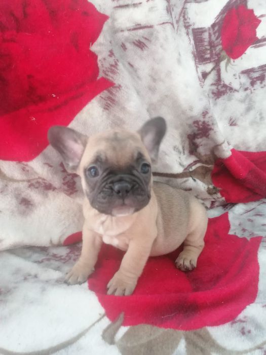 Bulldog francês faune  Miniatura