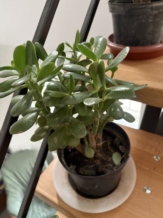 Красула грошове дерево толстянка