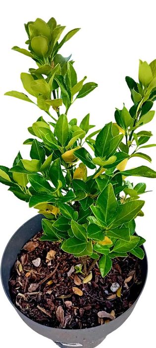 Evo'nio do Japao (Euonymus Japonicus)