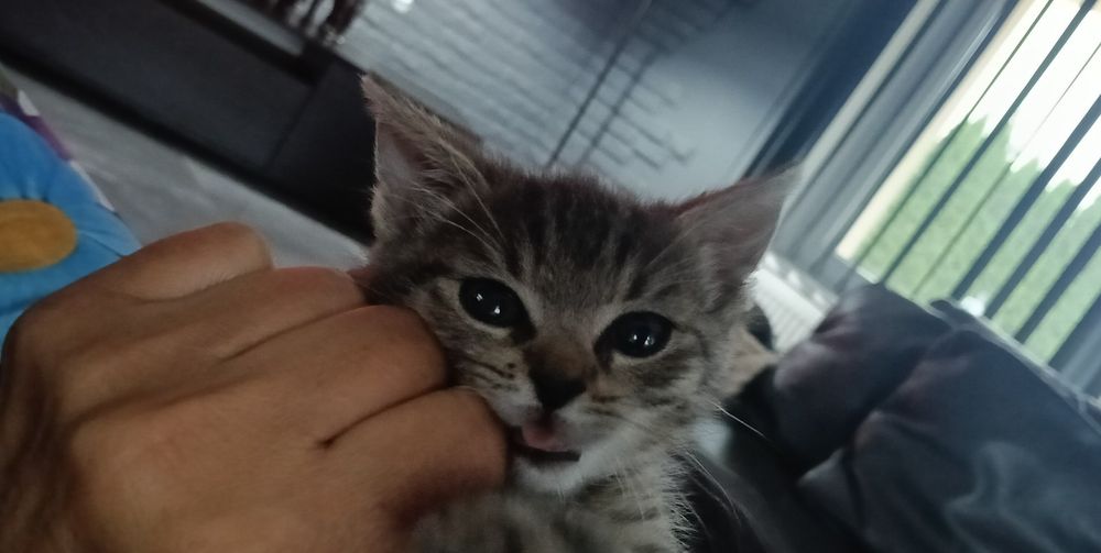 Kociak do adopcji