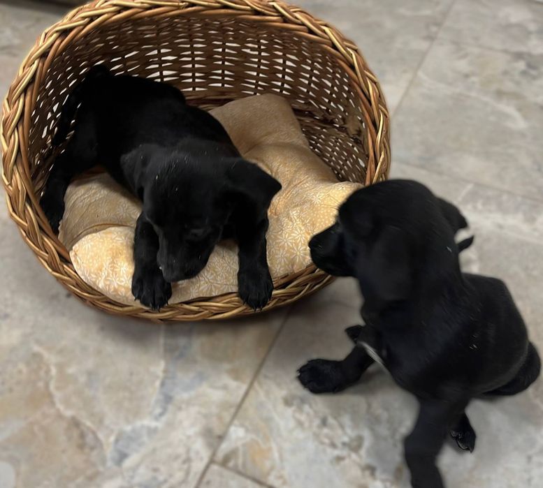 Цуценята з маленьких в добрі руки