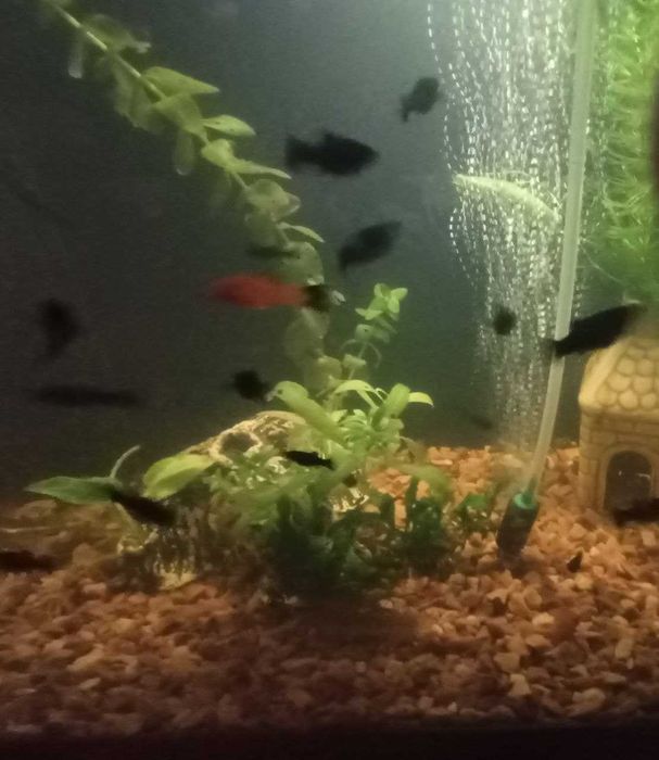 аквариумные рыбки: гуппи, моллинезии, меченосцы Санта-Клаус (Кохаку)