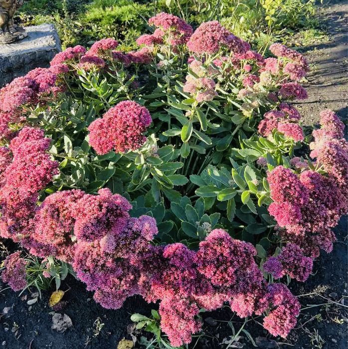 Седум(очиток видний)