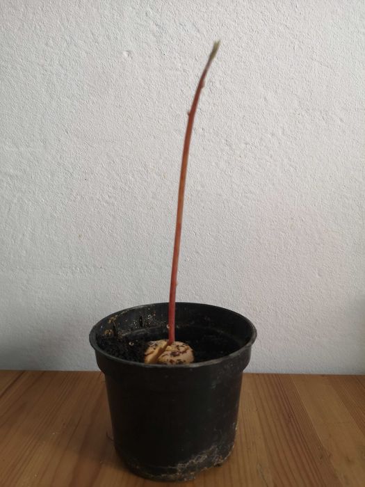 Awokado sadzonka 22cm