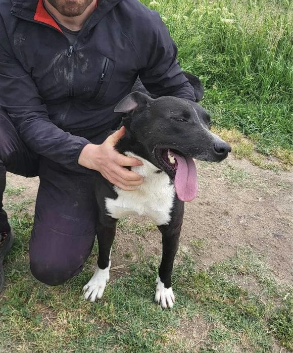 STEFAN-4 letni wesoły, przyjazny, pocieszny.