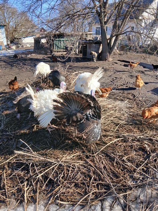 Продам індиків,домашніх ,білі