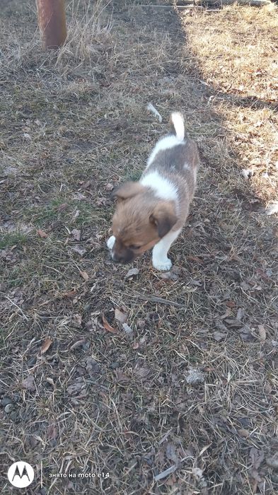 Цуценята Безскоштовно