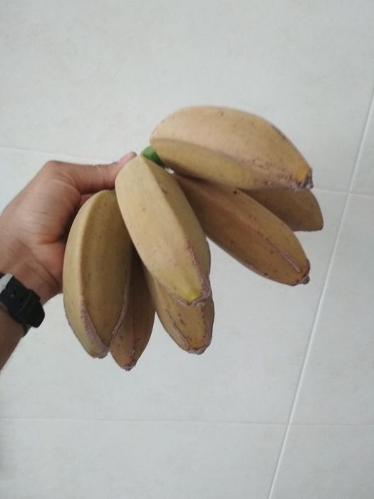 Bananeiras envasadas p/ venda