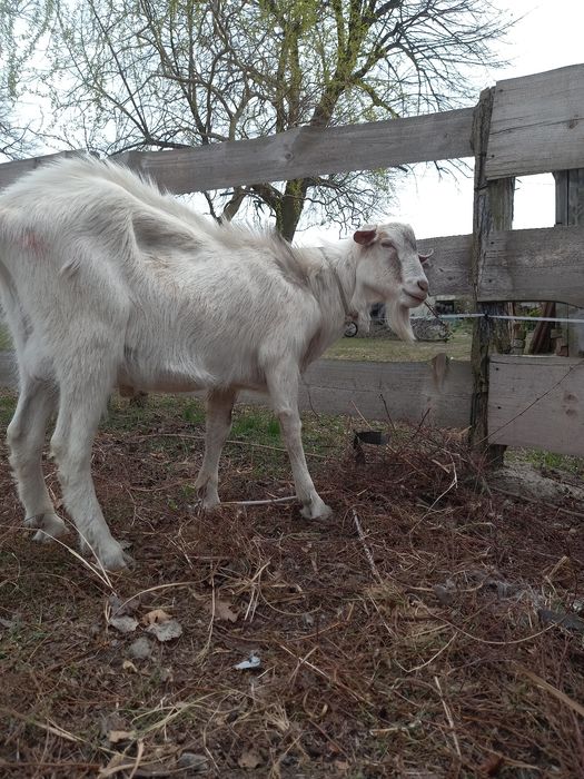 Kozioł na sprzedaż