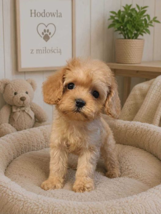 Cavapoo piękności do odbioru