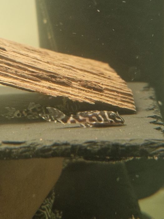 Zbrojnik hypancistrus l173b