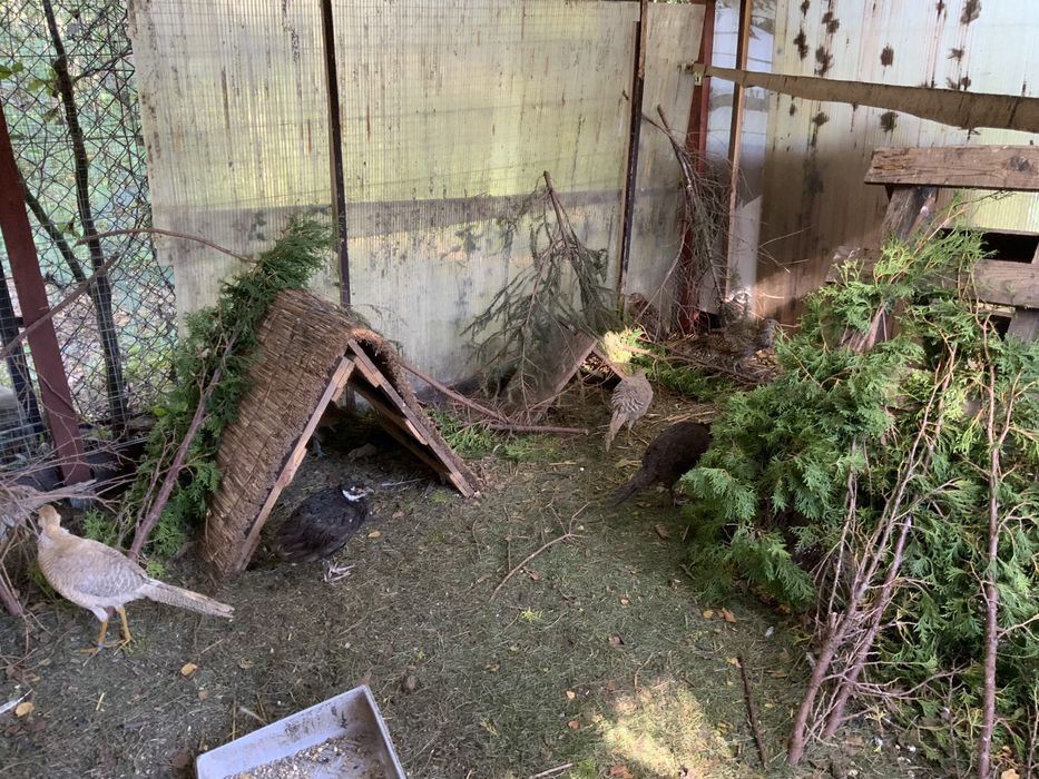 Bażanty różne samce.