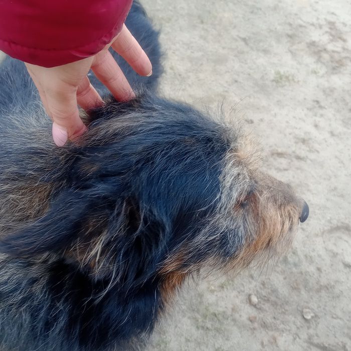 Oddam pieska w dobre ręce