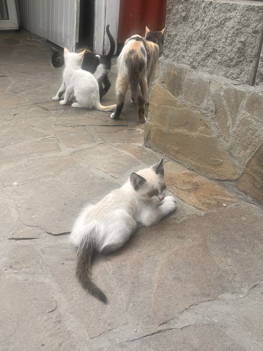 Віддамо кошенят безкоштовно