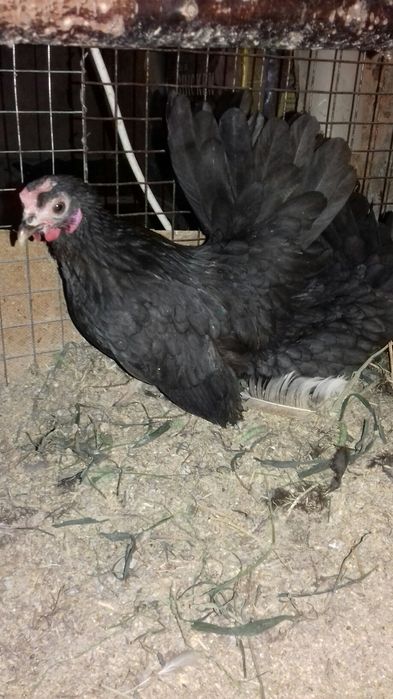 Декоративные карликовые куры.