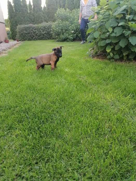 Малінуа щенята готові до переїзду! Бельгійська вівчарка!