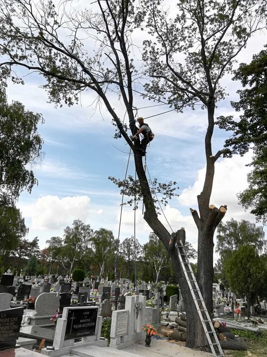 Przycinanie wycinanie ścinanie drzew, alpinistycznie
