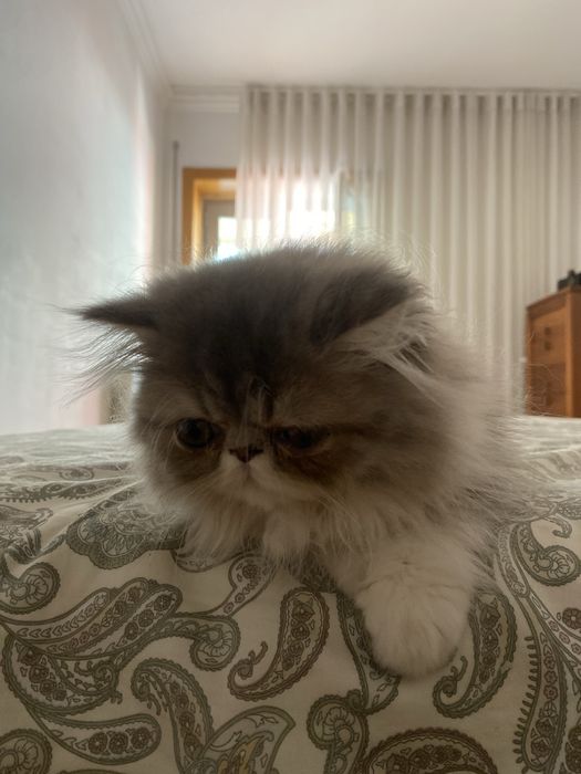 Gato macho persa