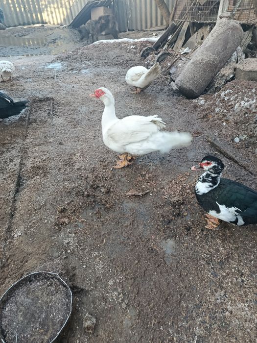 Продам породистых индоуток и селезней . Есть в наличии . Обращайтесь!