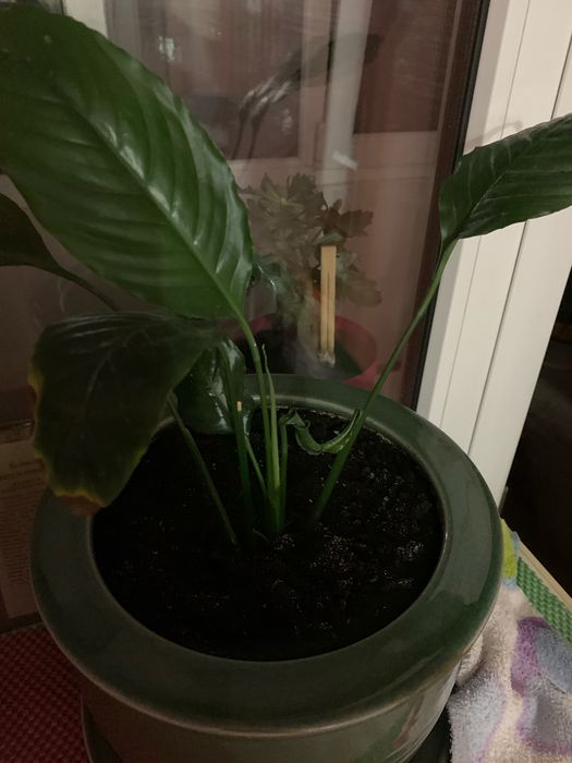 Цветок рождественник шлюмбергер