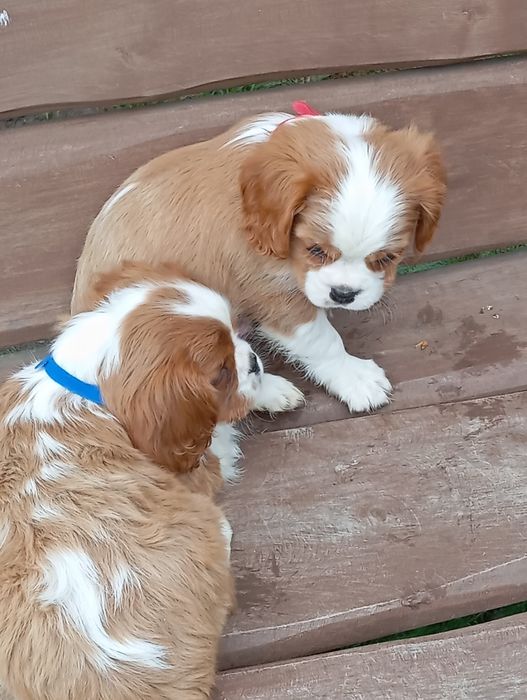 cavalier king charles spaniel