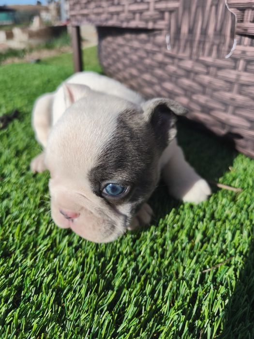 Bulldog blue pied